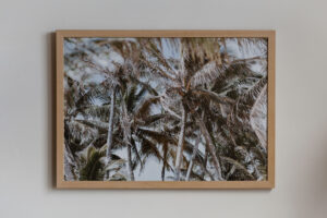 Palms - Image 2
