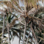 Palms