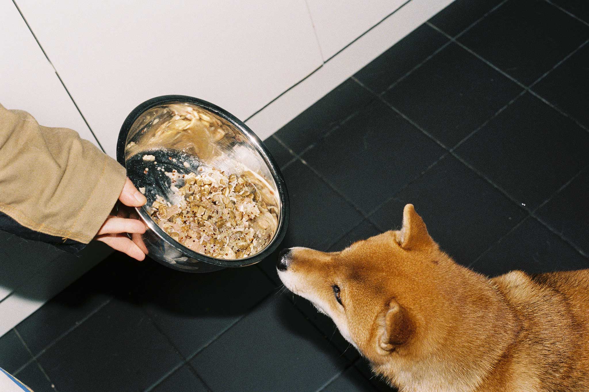 Lifestyle product photography and social media content on 35mm film for a dog food brand.