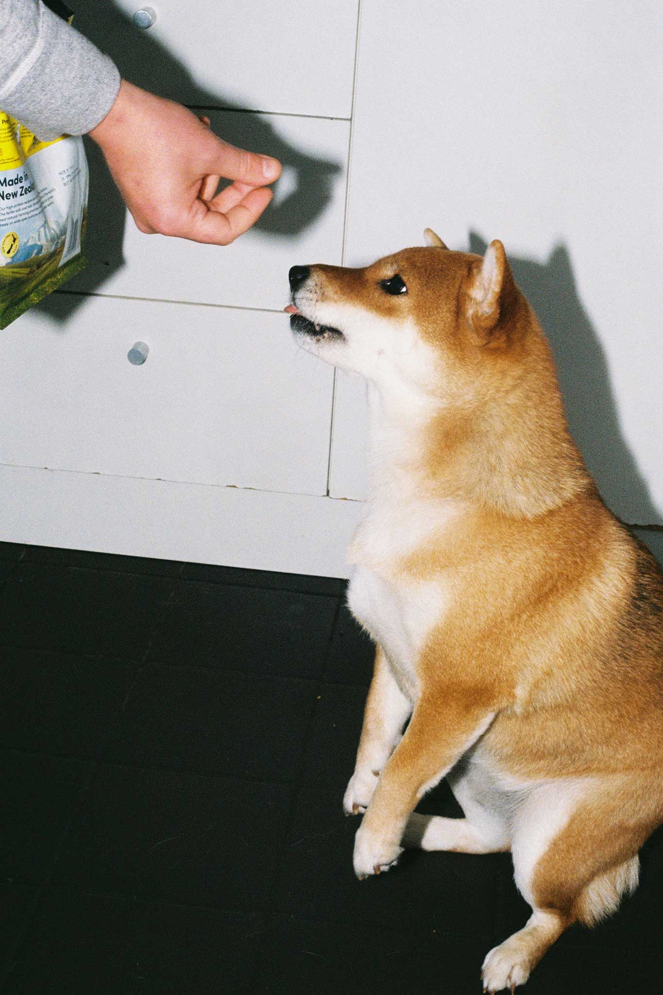 Animals Like Us lifestyle product photography and social media content on 35mm film with direct flash.