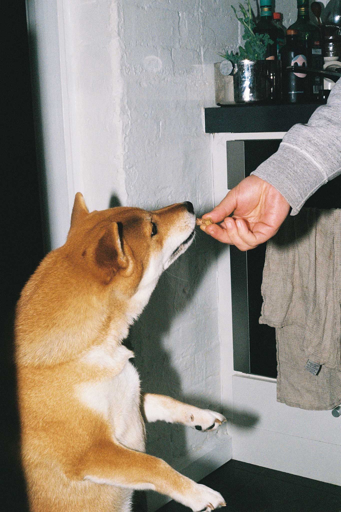 Animals Like Us lifestyle product photography and social media content on 35mm film for a dog food brand.