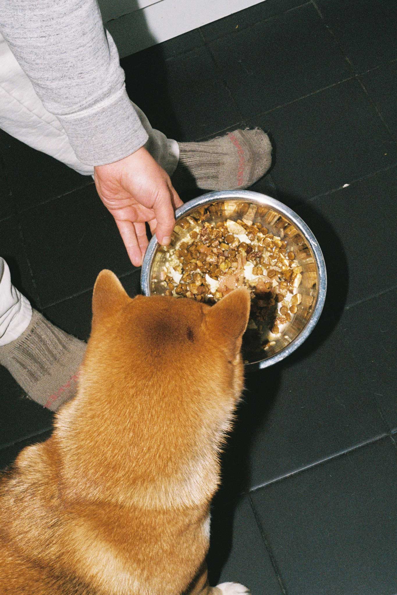 Shiba Inu eating Animals Like Us. Lifestyle photography on 35mm film for a dog food brand.