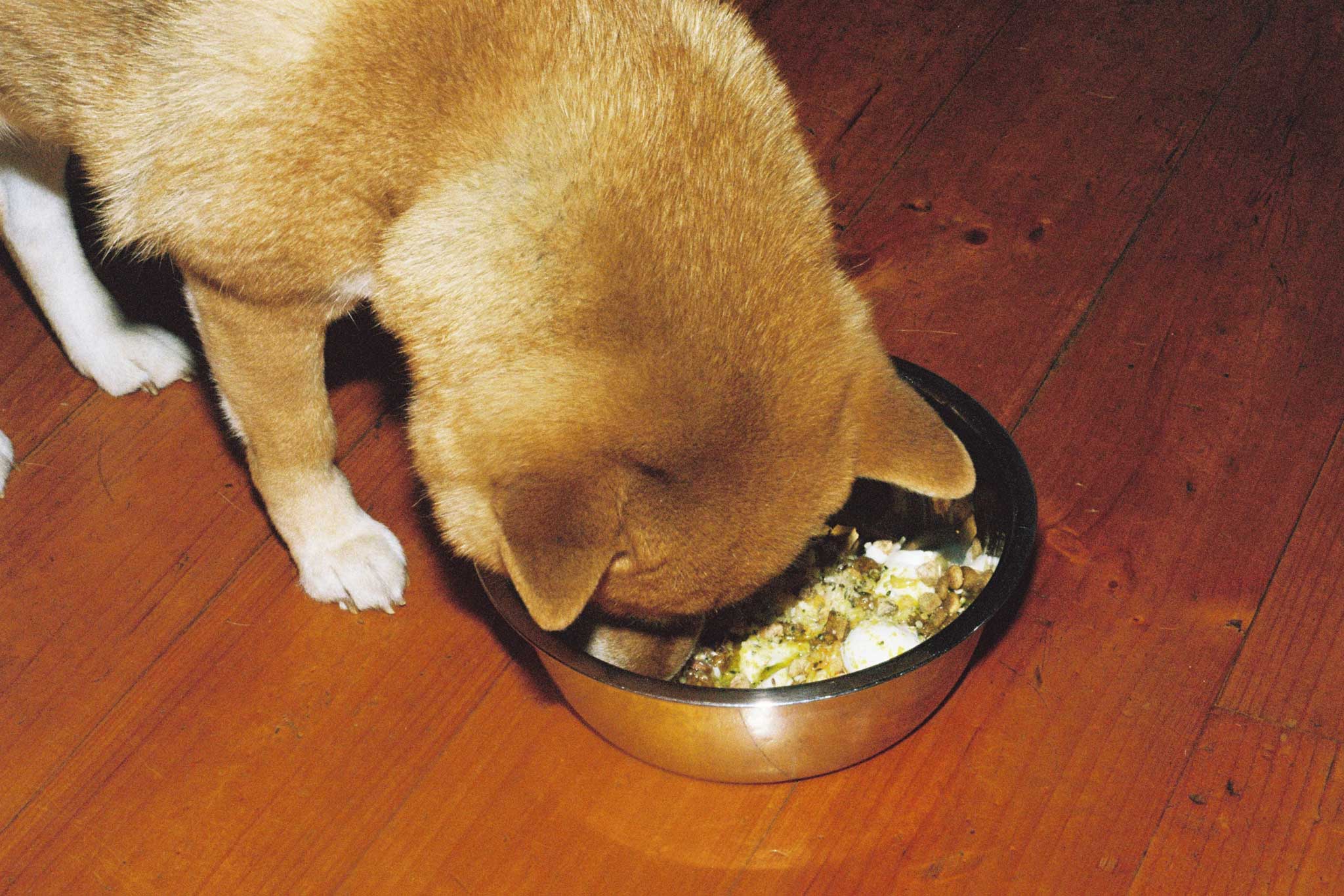 Shiba Inu eating Animals Like Us. Lifestyle photography and social media content on 35mm film for a dog food brand.