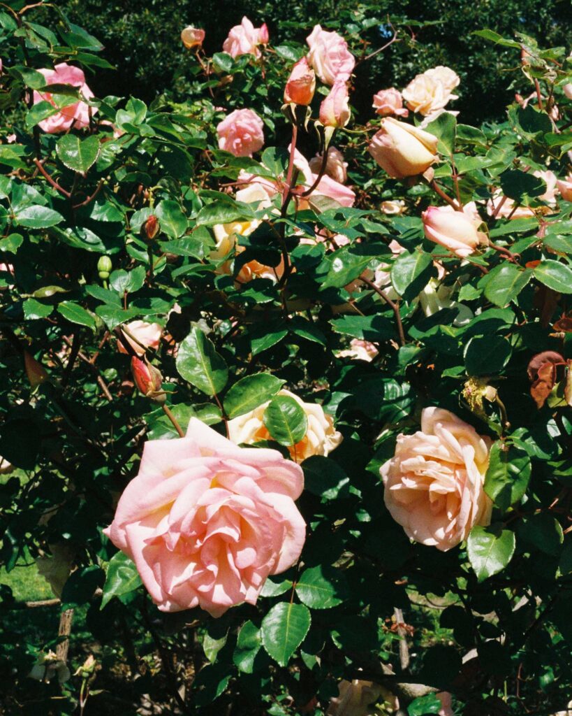 pink roses on 35mm film